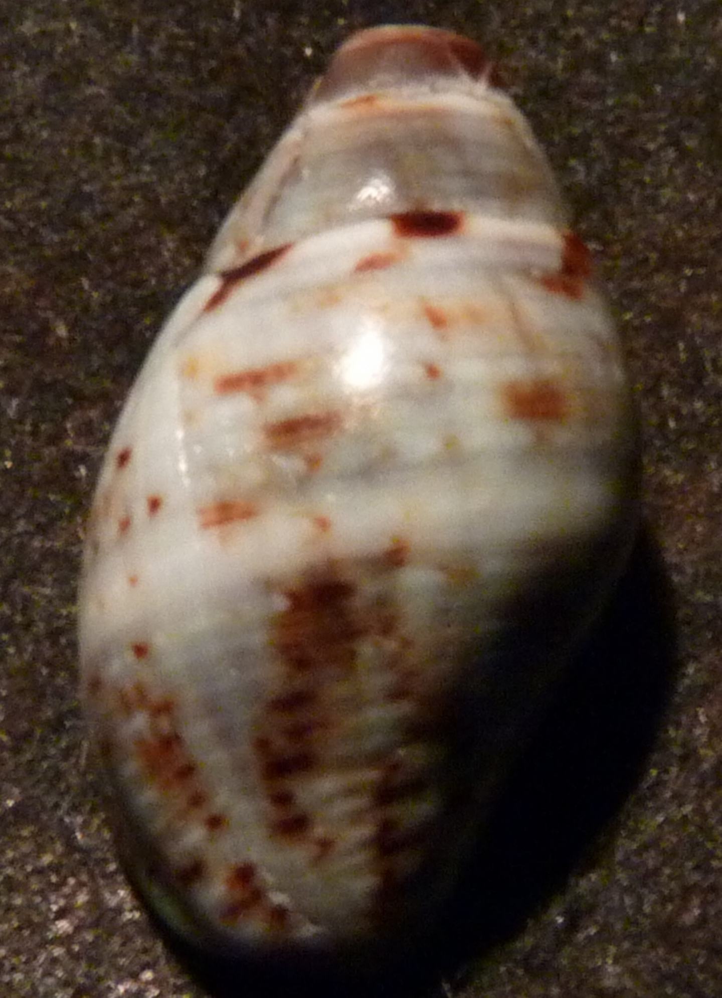 Buccinidae Pisania striata ?